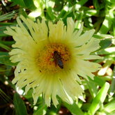 Honey Bee, on sour fig , Platbos Forest